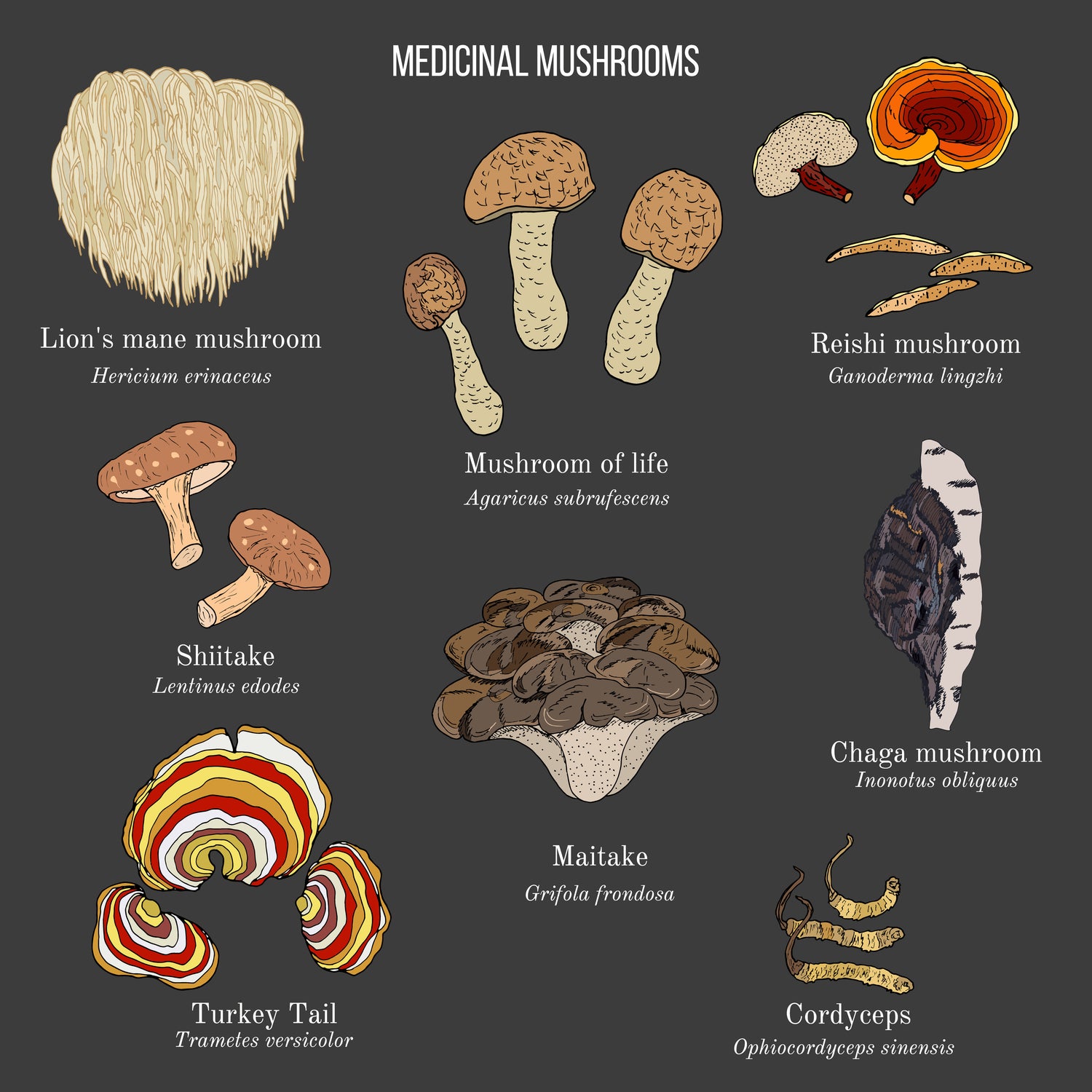 Why we use Medicinal Mushrooms